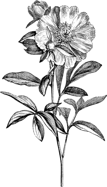 Drawing Of Flowers PNG
