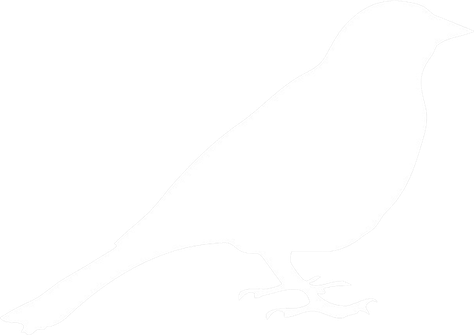 Western Jackdaw PNG