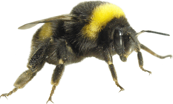 Bumblebee Insect PNG