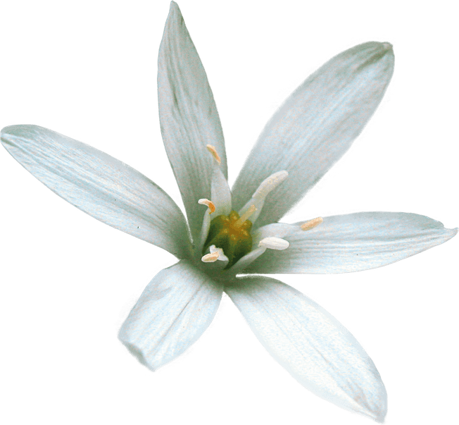 Star Of Bethlehem Flower PNG
