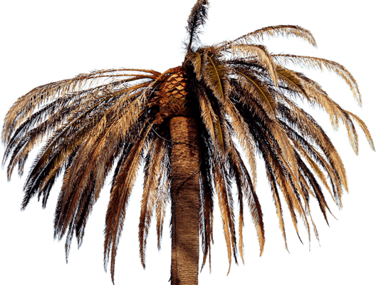 Palm Tree With Christmas Lights PNG