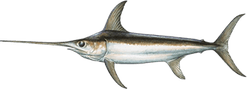 Sword Fish PNG