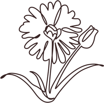 Flower Drawing PNG