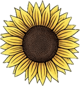 Girasol PNG