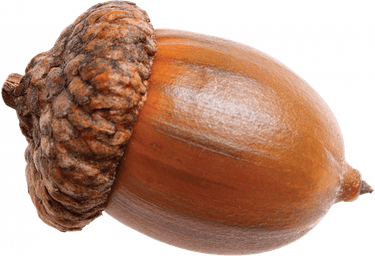 Acorn PNG