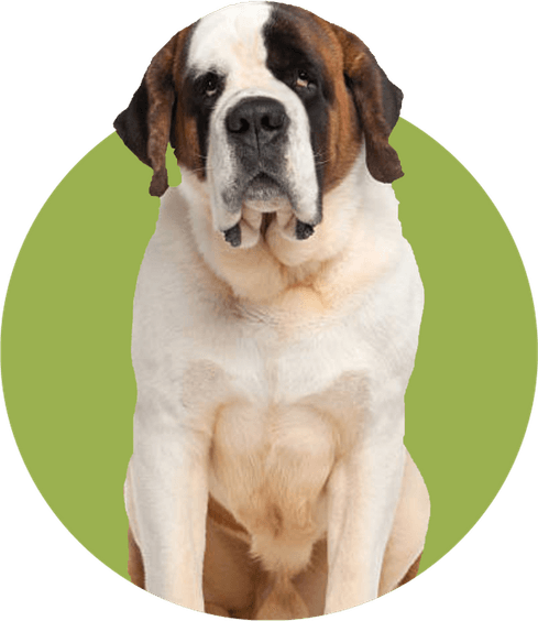 Beethoven Dog PNG