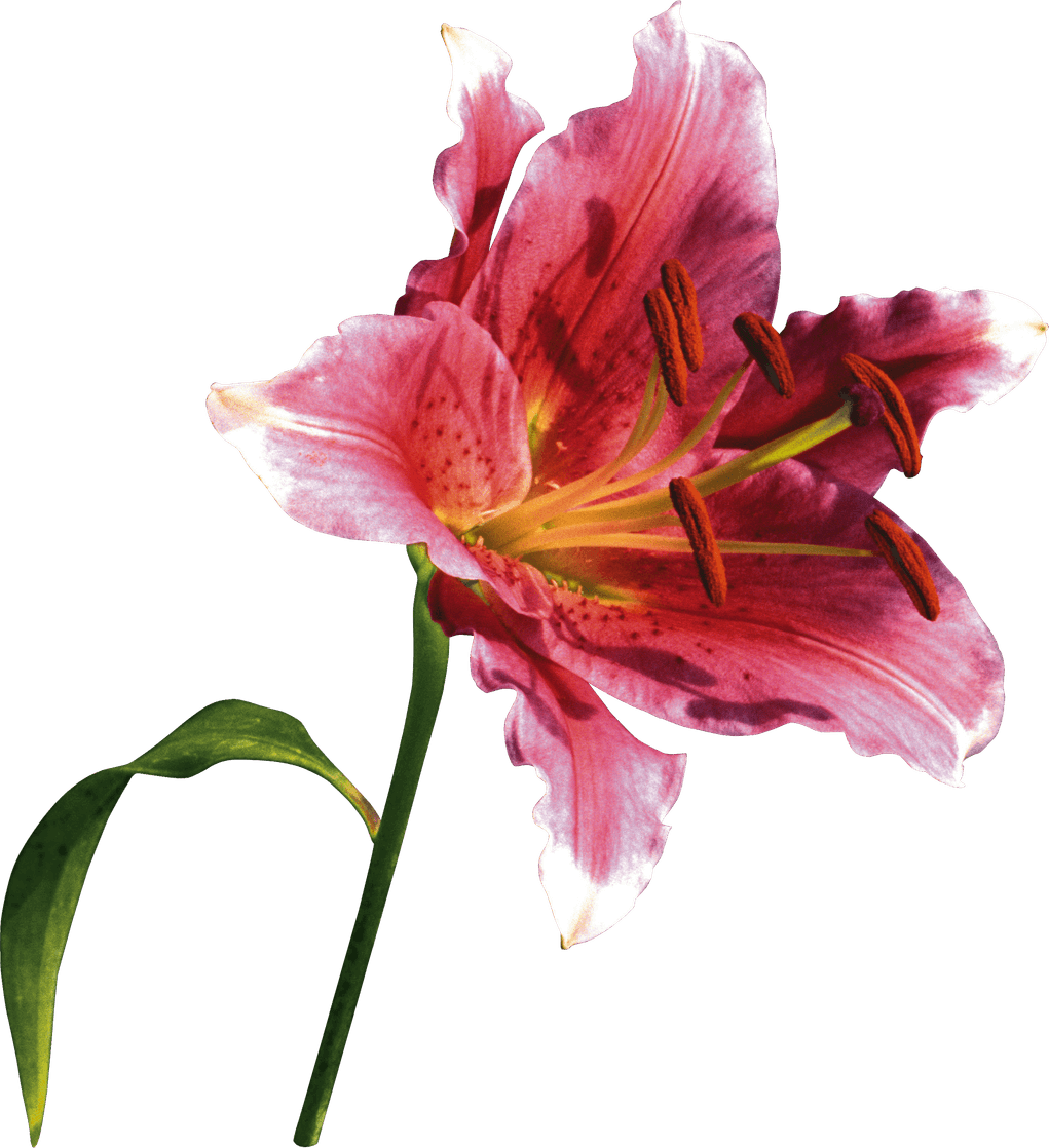 Lilium PNG