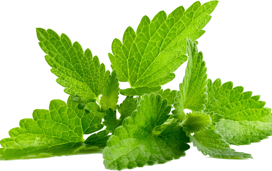 Mint PNG