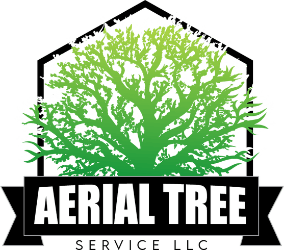 Aerial Tree PNG