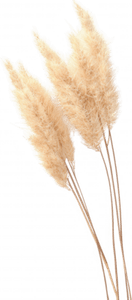Boho Pampas Grass PNG