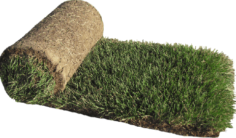 Green Carpet Grass PNG