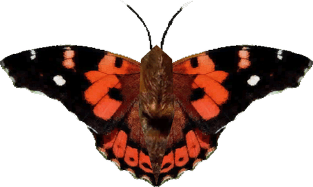 Painted Lady Butterfly PNG