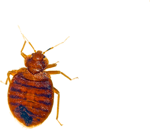 Bed Bugs PNG