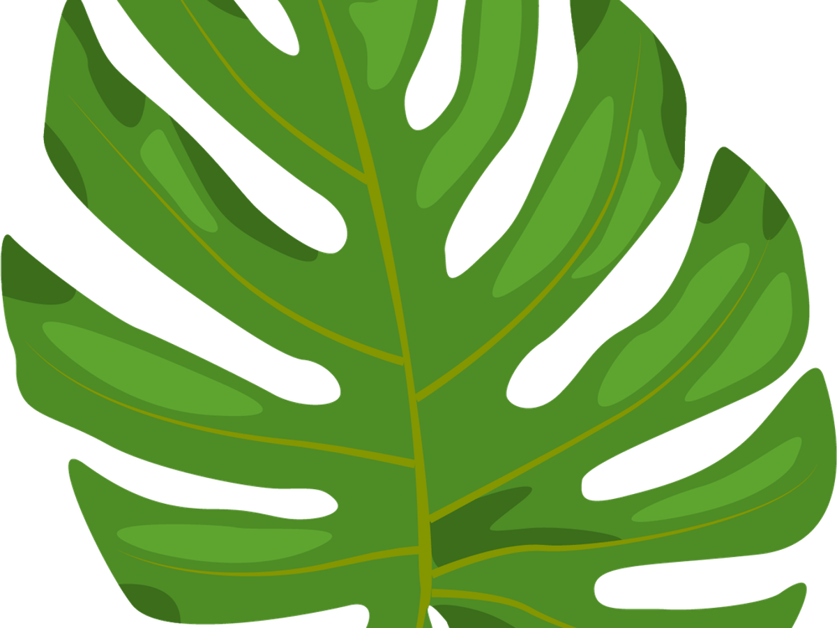 Monstera Leaf PNG