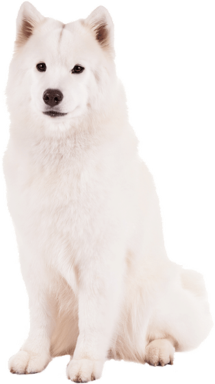 Samoyed Dog PNG