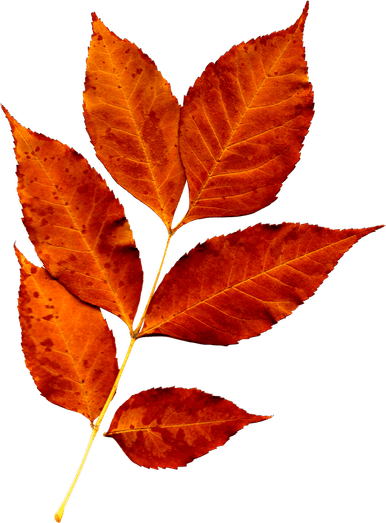 Fall Leaves PNG