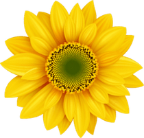 Yellow Flower PNG