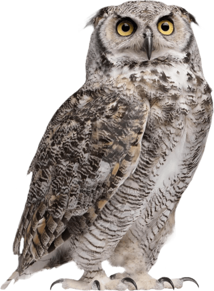 Owl PNG