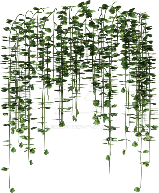 Ivy PNG