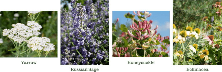 Flower Garden PNG
