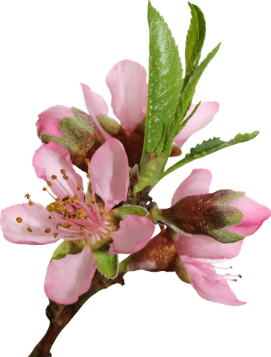 Blossom PNG