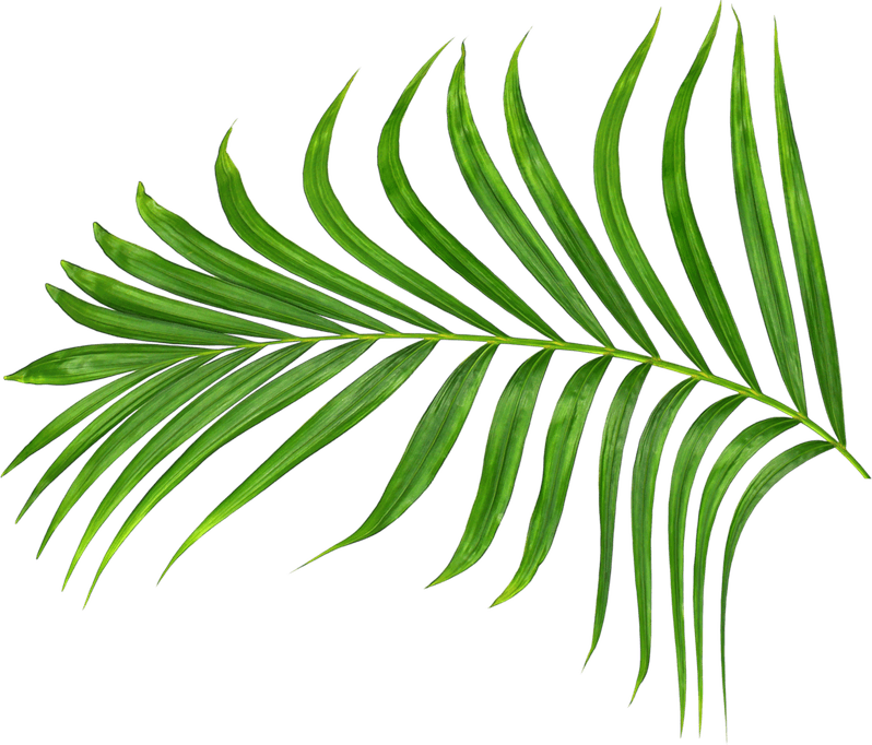 Palm Leaf PNG