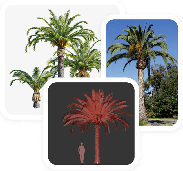 3d Tree PNG