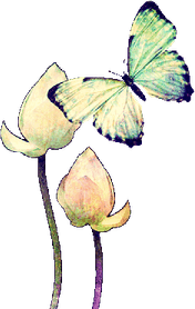 Black Screen Butterfly PNG