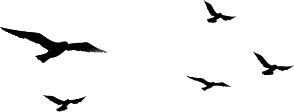 Flock Of Birds PNG