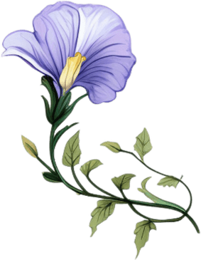 Blue Butterfly Pea Flower PNG