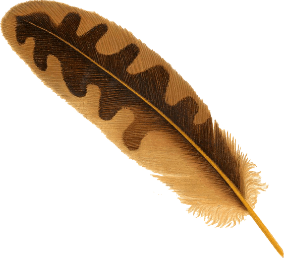Feather PNG