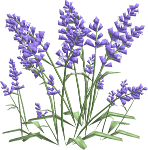 Lavender Field PNG