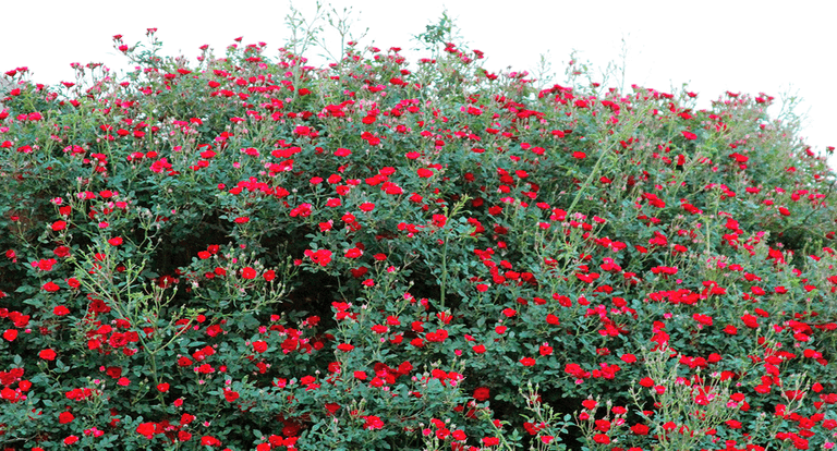 Flower Garden PNG