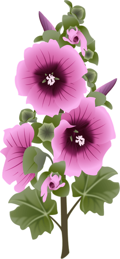 Hollyhock Flower PNG
