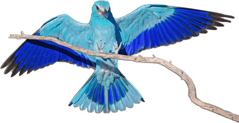 African Bird PNG