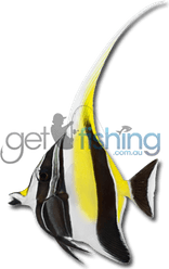 Moorish Idol Fish PNG