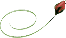 Wilting Rose PNG