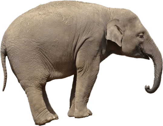 Mammal PNG