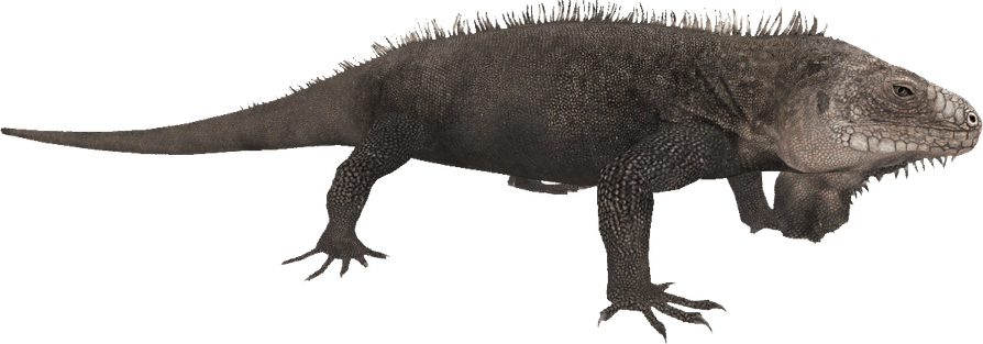 Madagascar Iguanids PNG