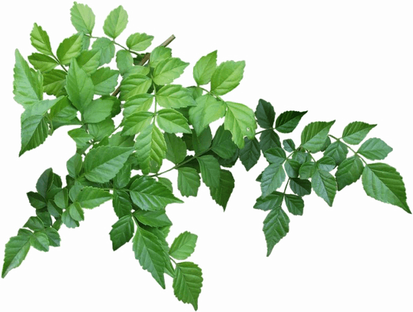 Green Leaves PNG