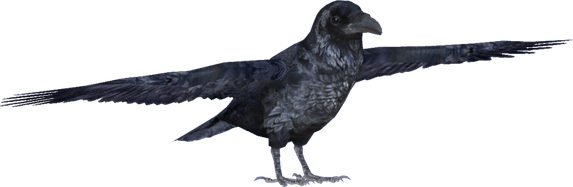 Western Jackdaw PNG