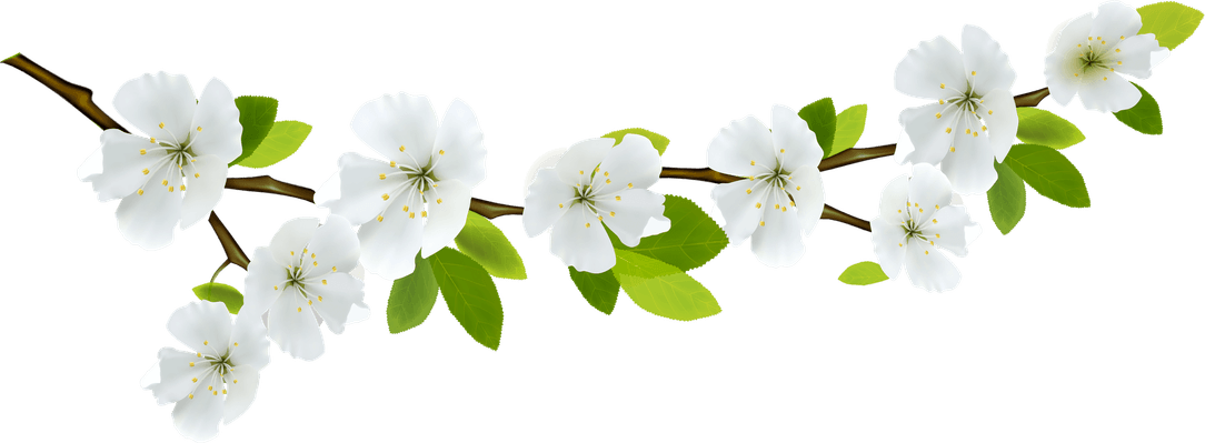 Flower Divider PNG