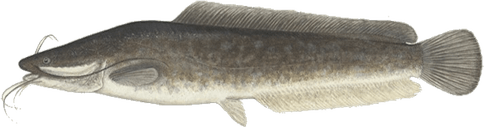 Wels Catfish PNG