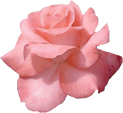 Rose Gold Flower PNG