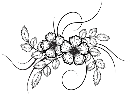 Drawing Of Flowers PNG