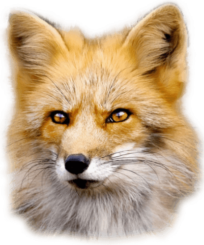 Red Fox PNG