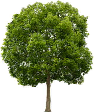 Green Tree PNG