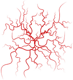 Veins PNG