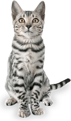 Petting Cat PNG
