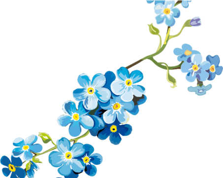 Forget Me Not PNG